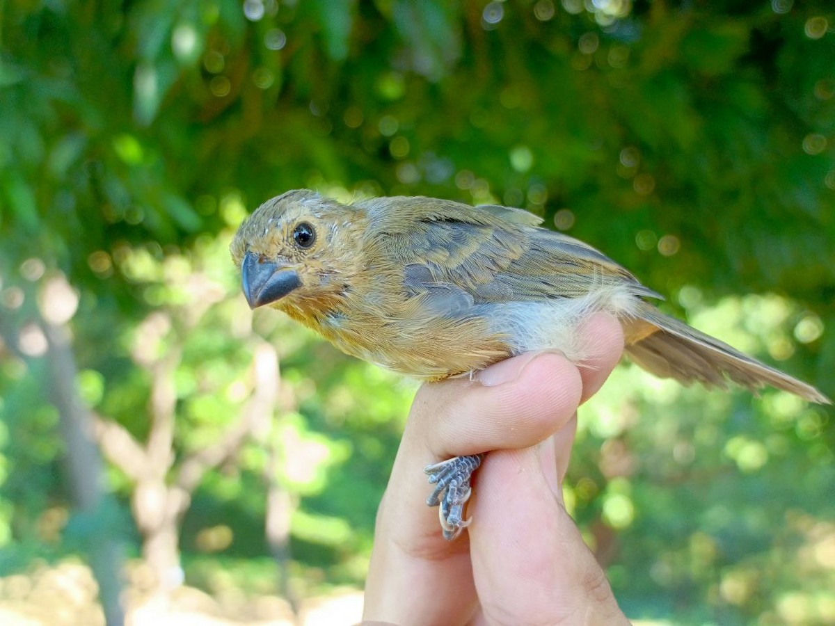 Gray Seedeater - ML627445097