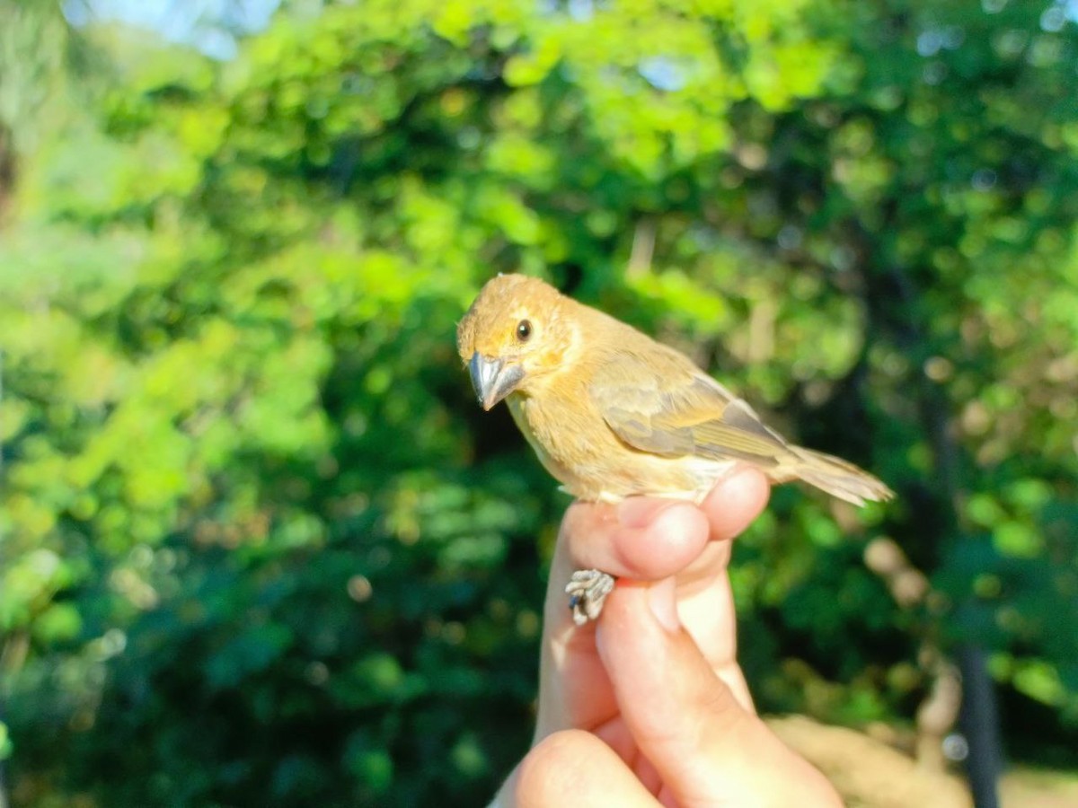 Gray Seedeater - ML627445098