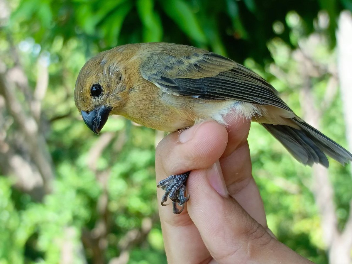 Gray Seedeater - ML627445102