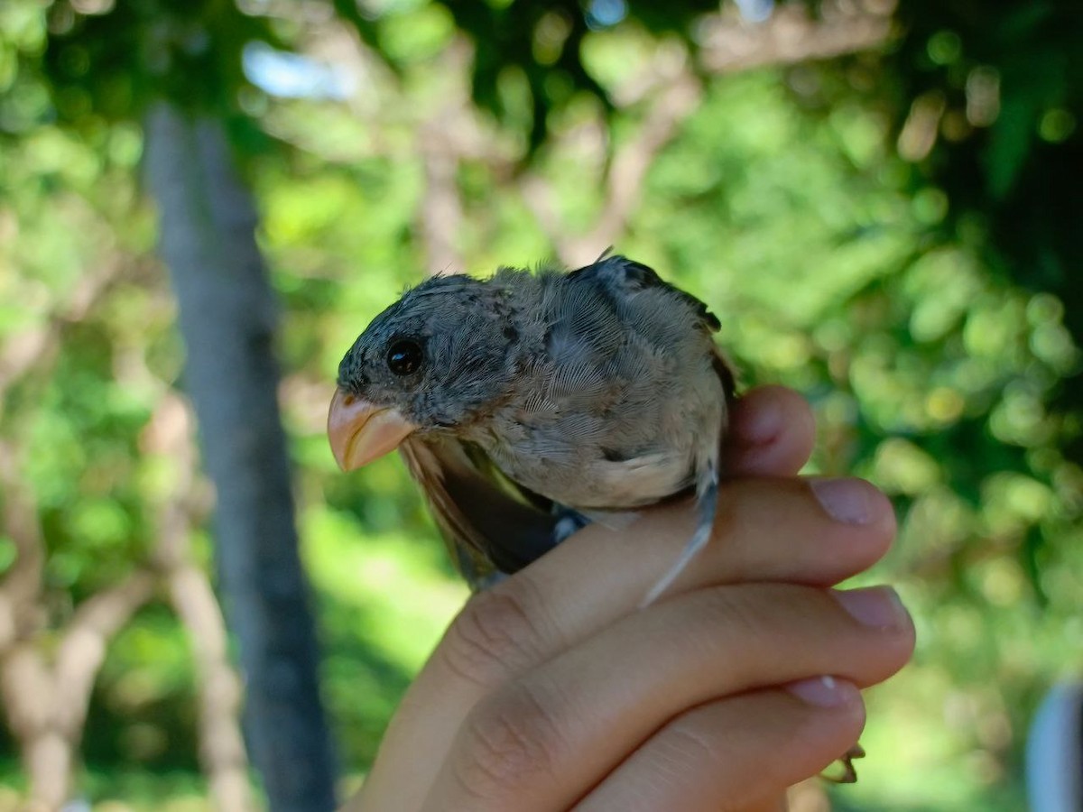 Gray Seedeater - ML627445103