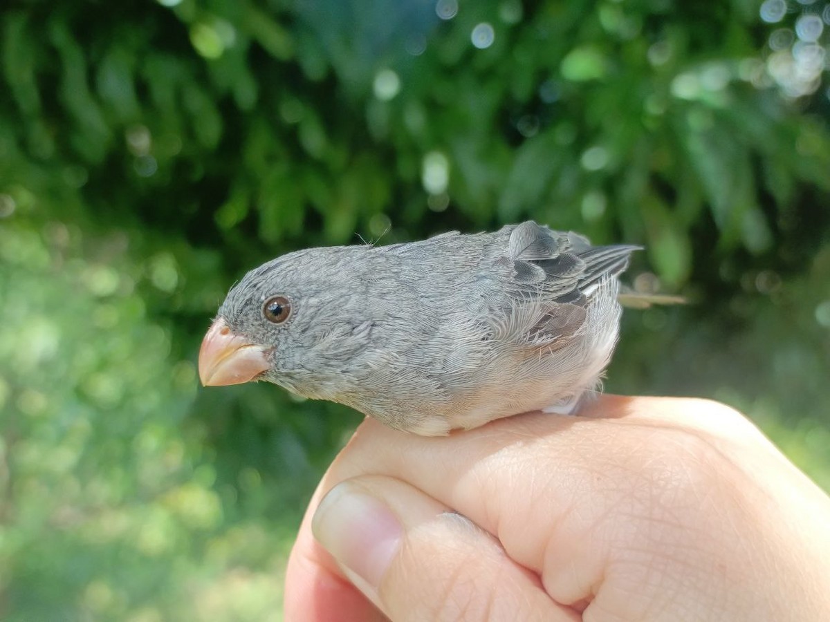 Gray Seedeater - ML627445105