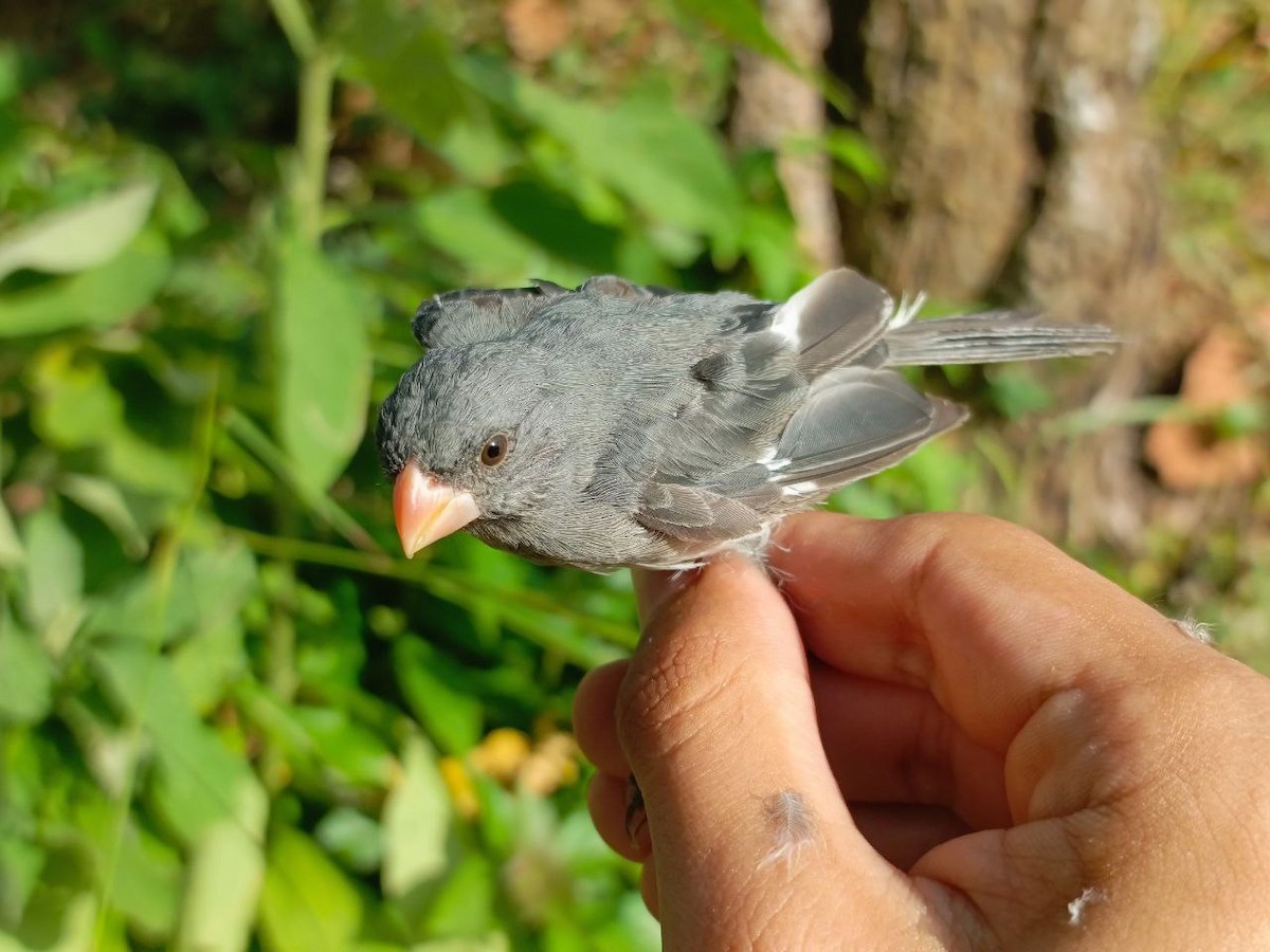 Gray Seedeater - ML627445107