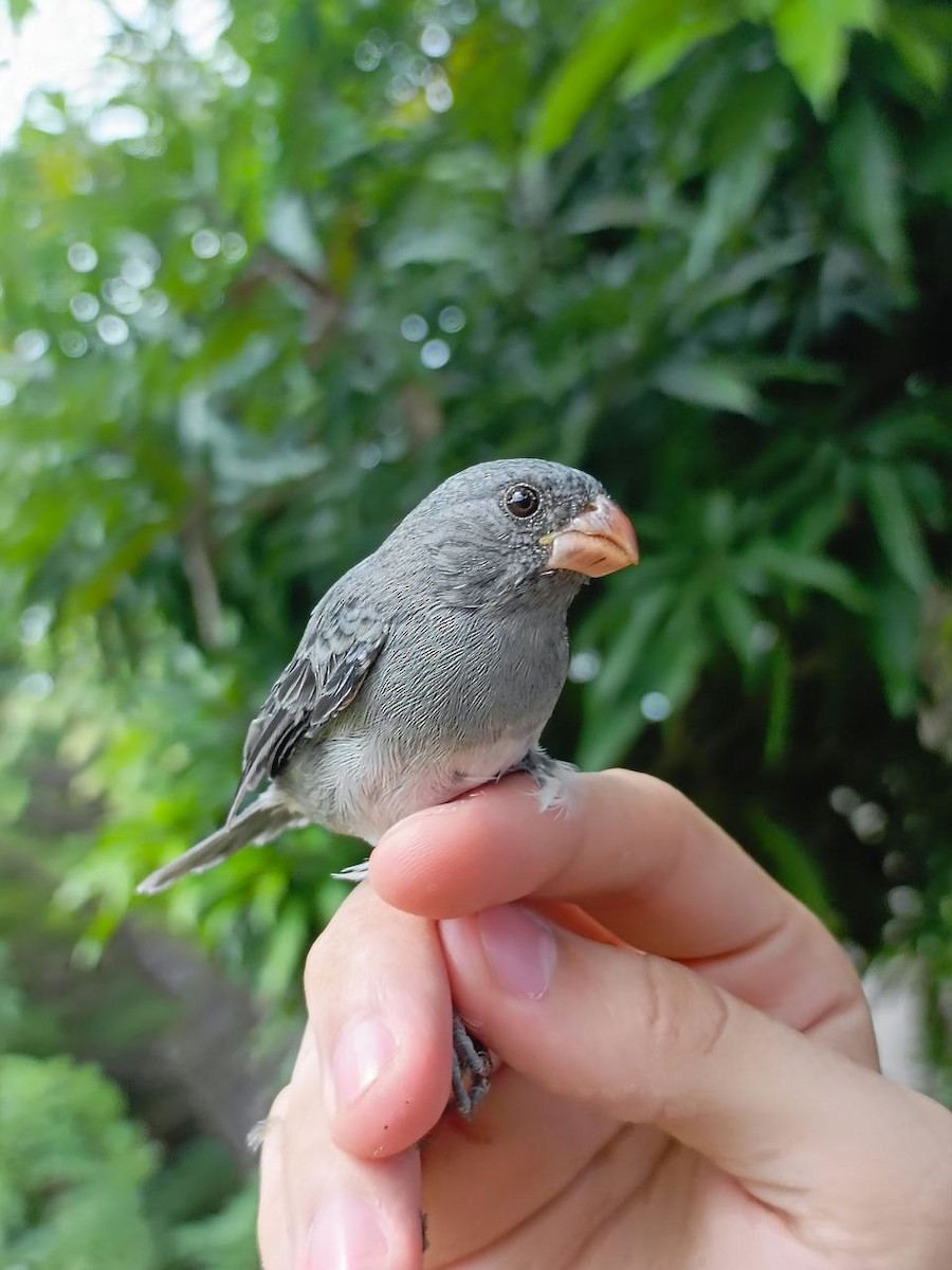 Gray Seedeater - ML627445108