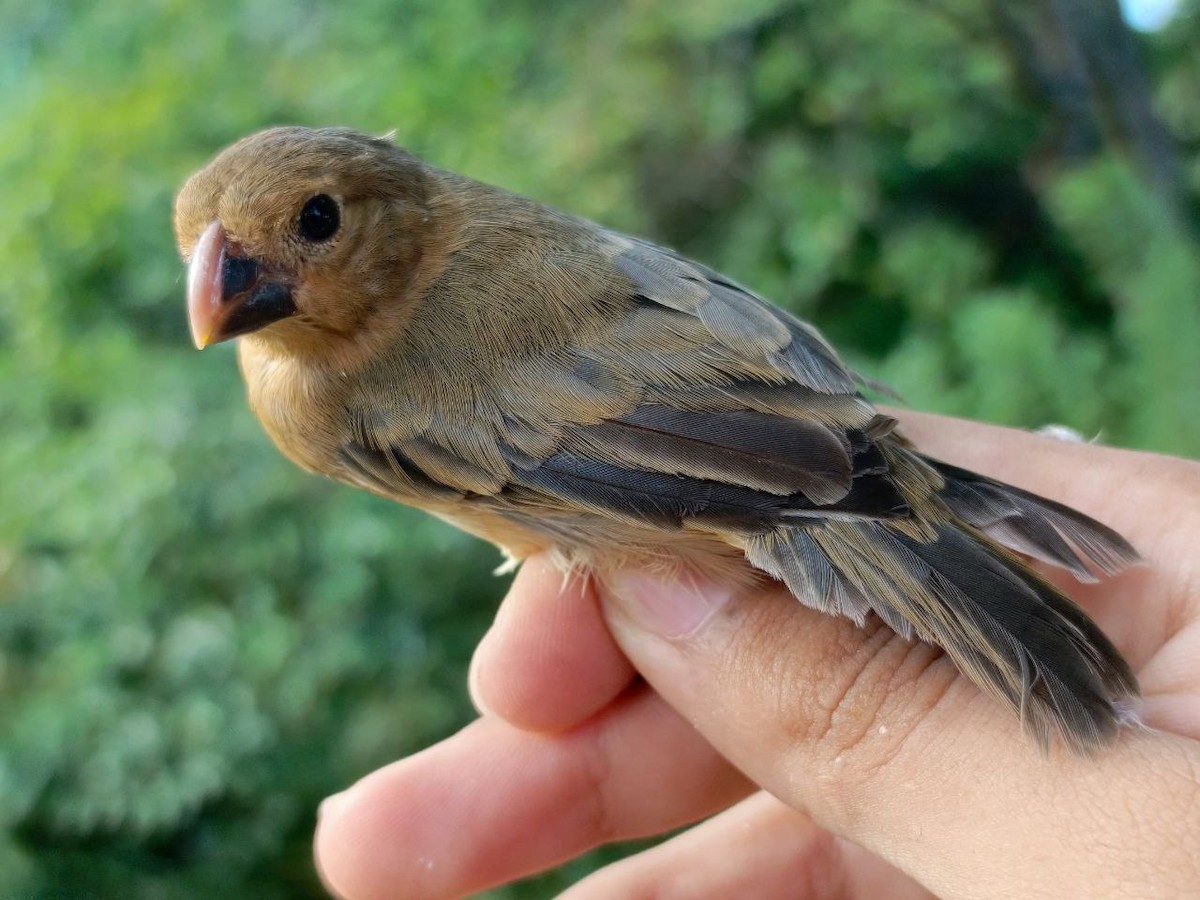 Gray Seedeater - ML627445109