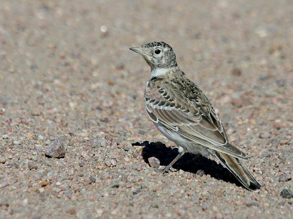 Horned Lark - ML62744511