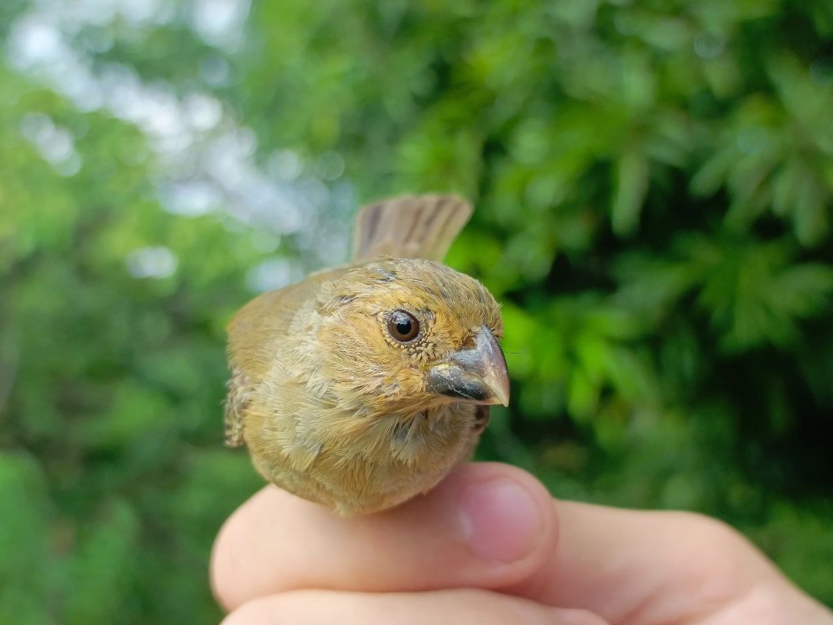 Gray Seedeater - ML627445110