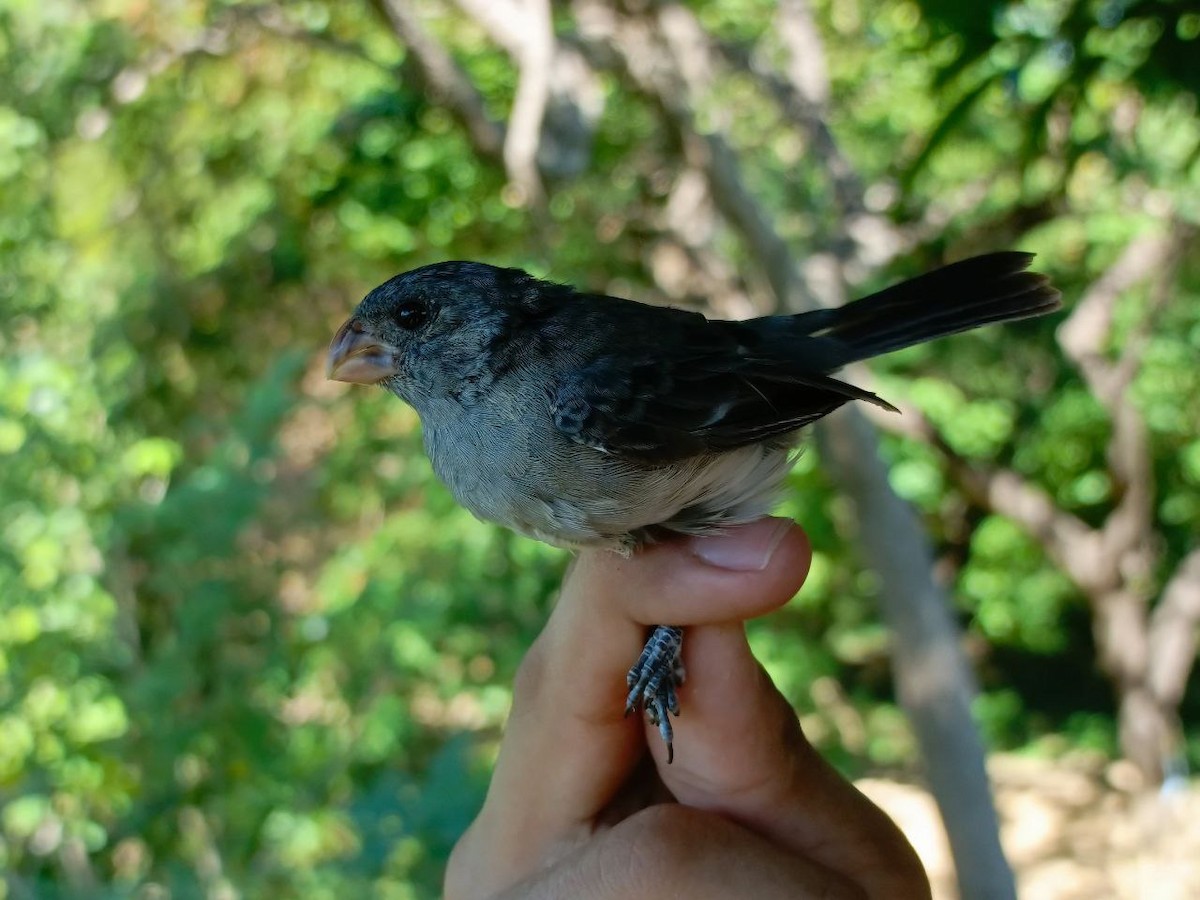 Gray Seedeater - ML627445150