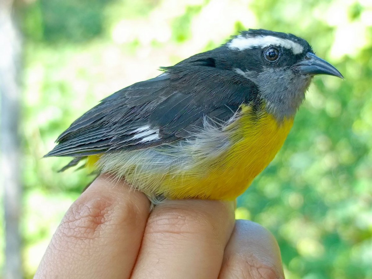 Bananaquit - ML627445173