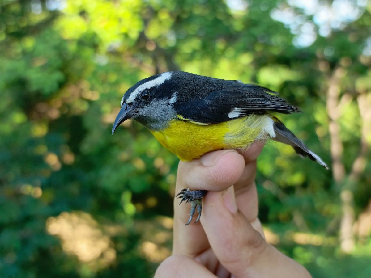 Bananaquit - ML627445174