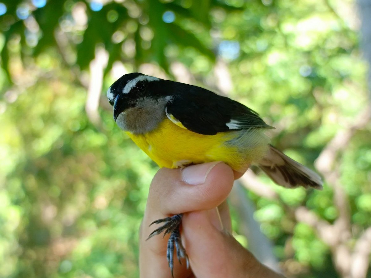 Bananaquit - ML627445175