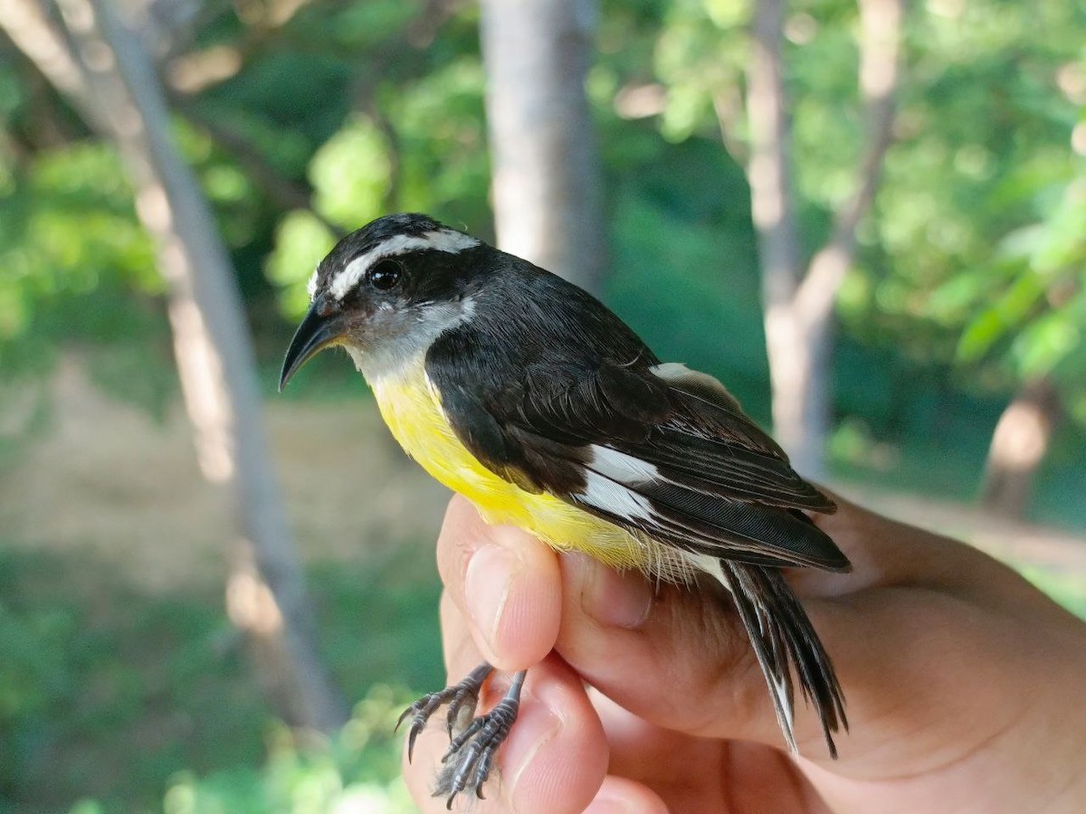 Bananaquit - ML627445177