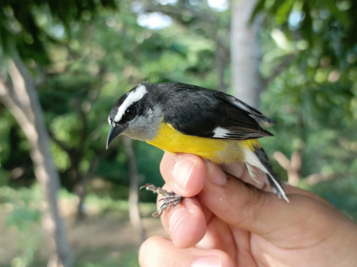 Bananaquit - ML627445180