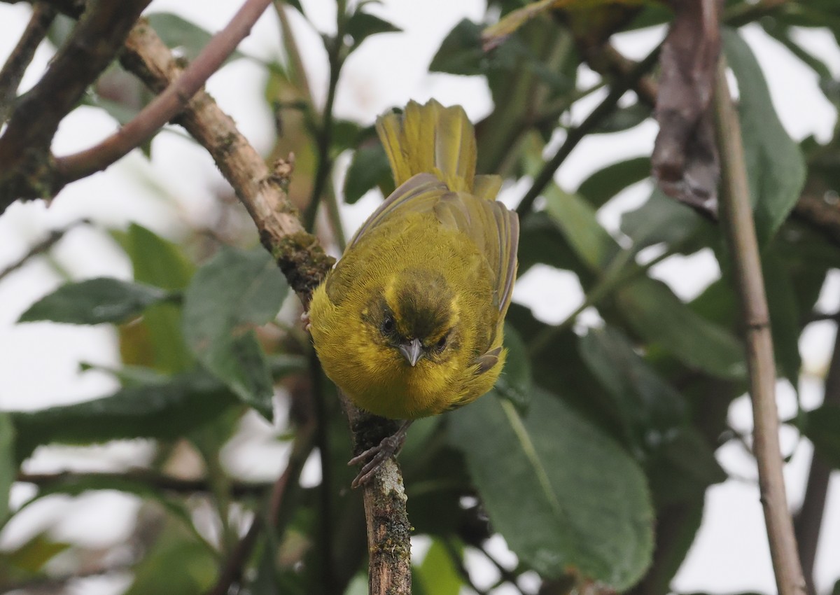 Parodi's Hemispingus - ML627445243