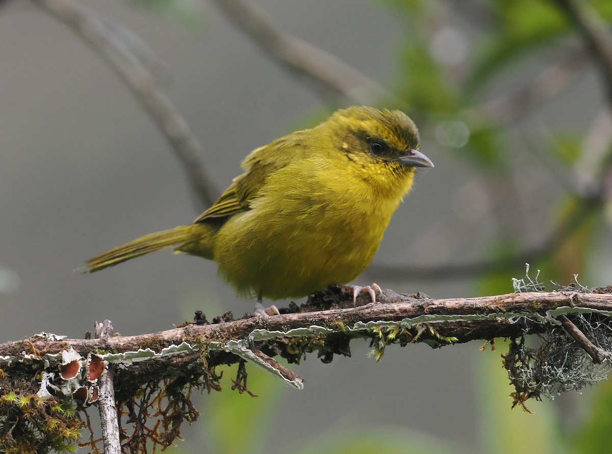 Parodi's Hemispingus - ML627445269