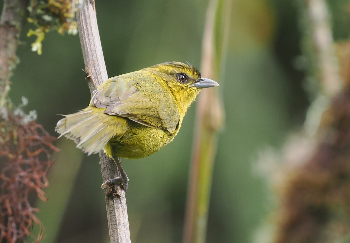 Parodi's Hemispingus - ML627445296