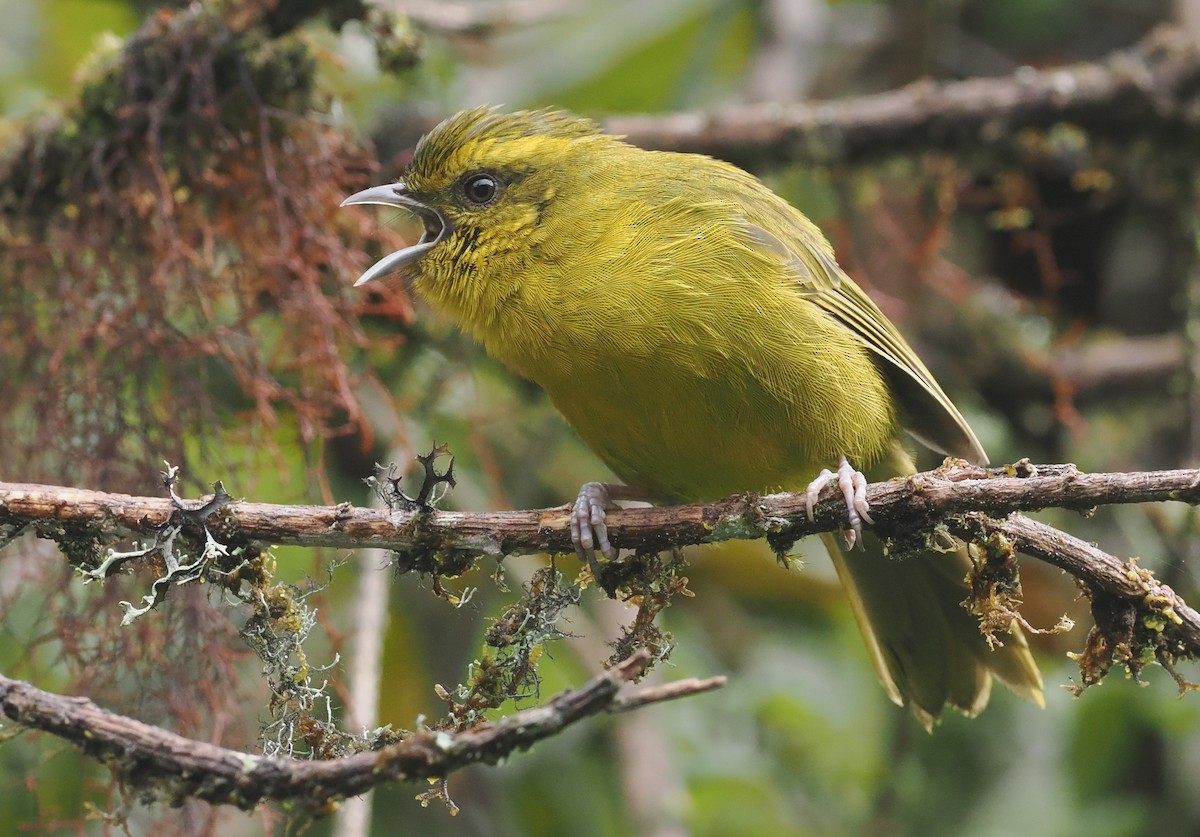 Parodi's Hemispingus - ML627445355