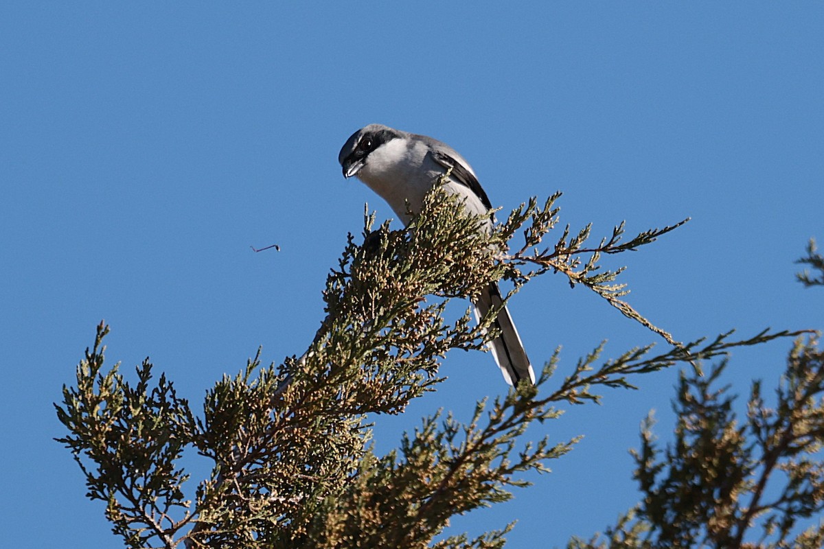 Loggerhead Shrike - ML627445367