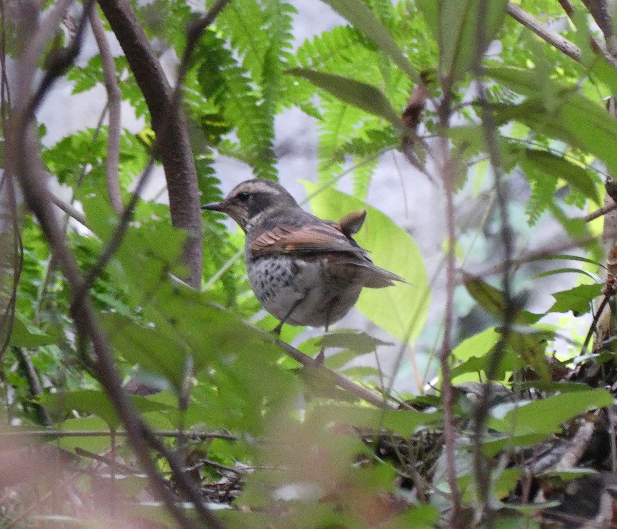 Dusky Thrush - ML627445381