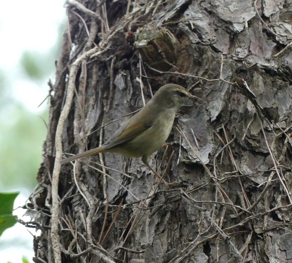 Japanese Bush Warbler - ML627445403