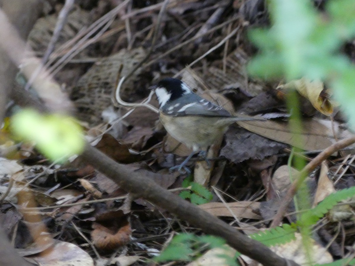 Coal Tit - ML627445417