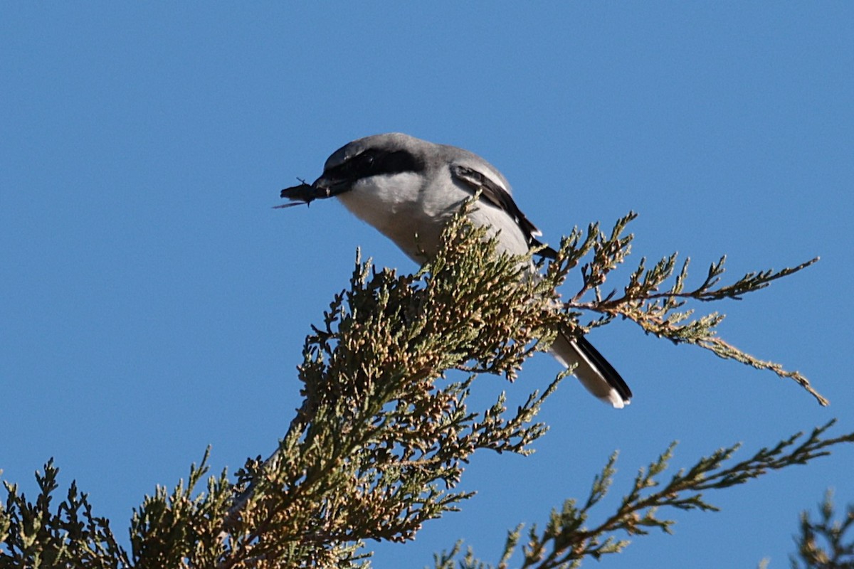 Loggerhead Shrike - ML627445421