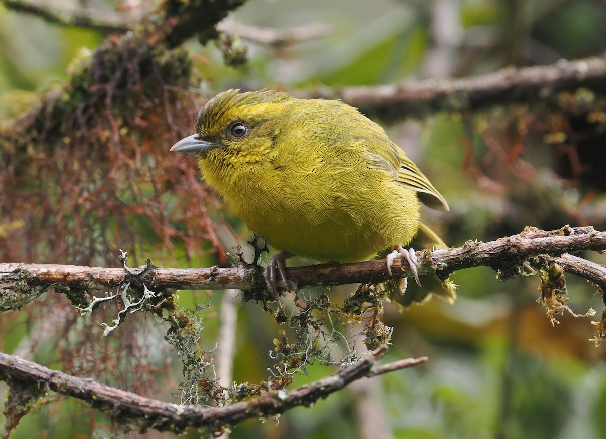 Parodi's Hemispingus - ML627445446