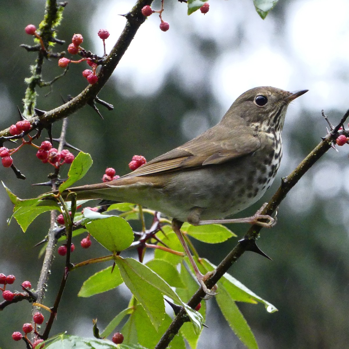 Einsiedler-Musendrossel - ML627445532