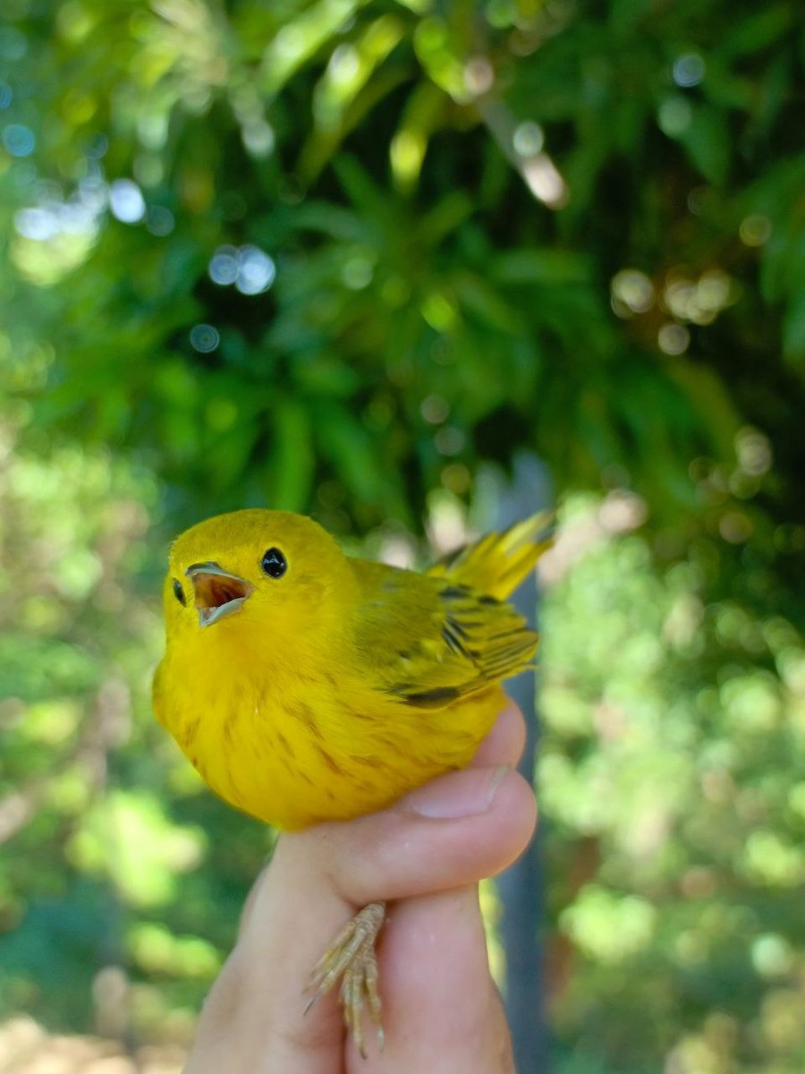 Yellow Warbler - ML627445563