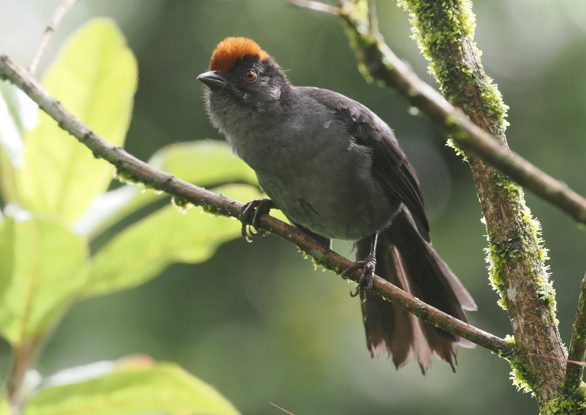 Cuzco Brushfinch - ML627445596