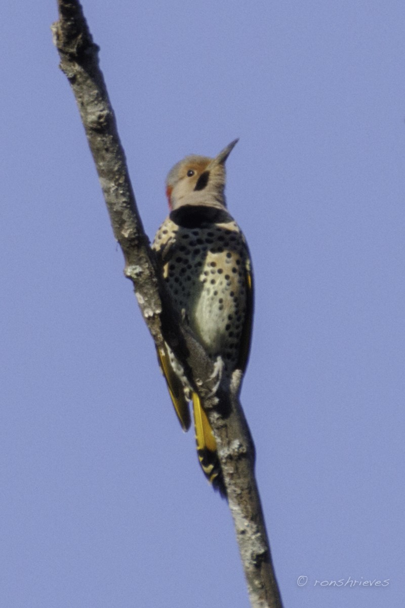 datel zlatý (ssp. auratus/luteus) - ML627445623