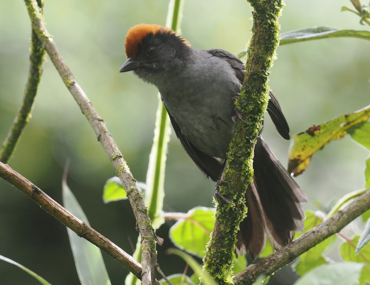 Cuzco Brushfinch - ML627445628