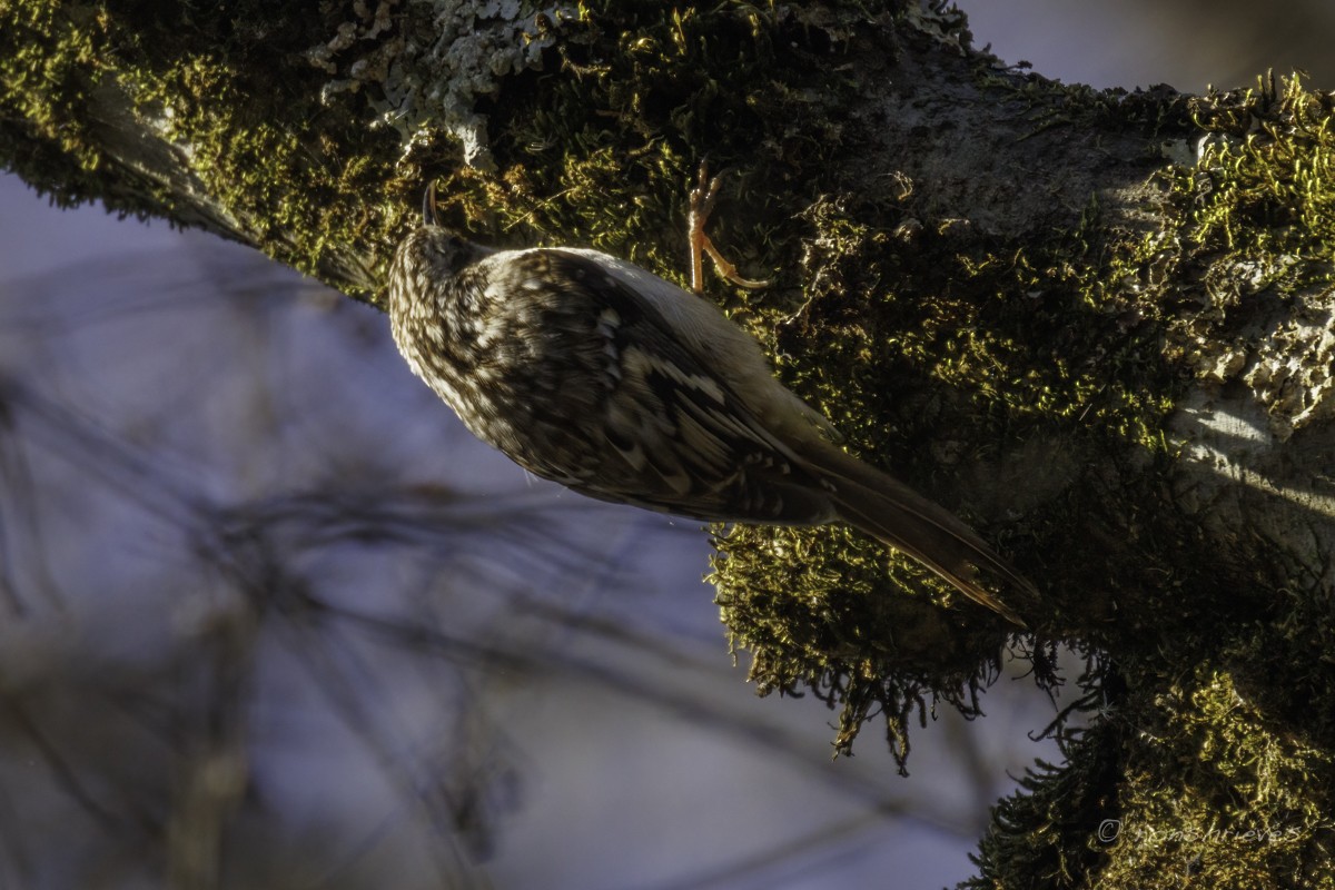 Brown Creeper - ML627445633