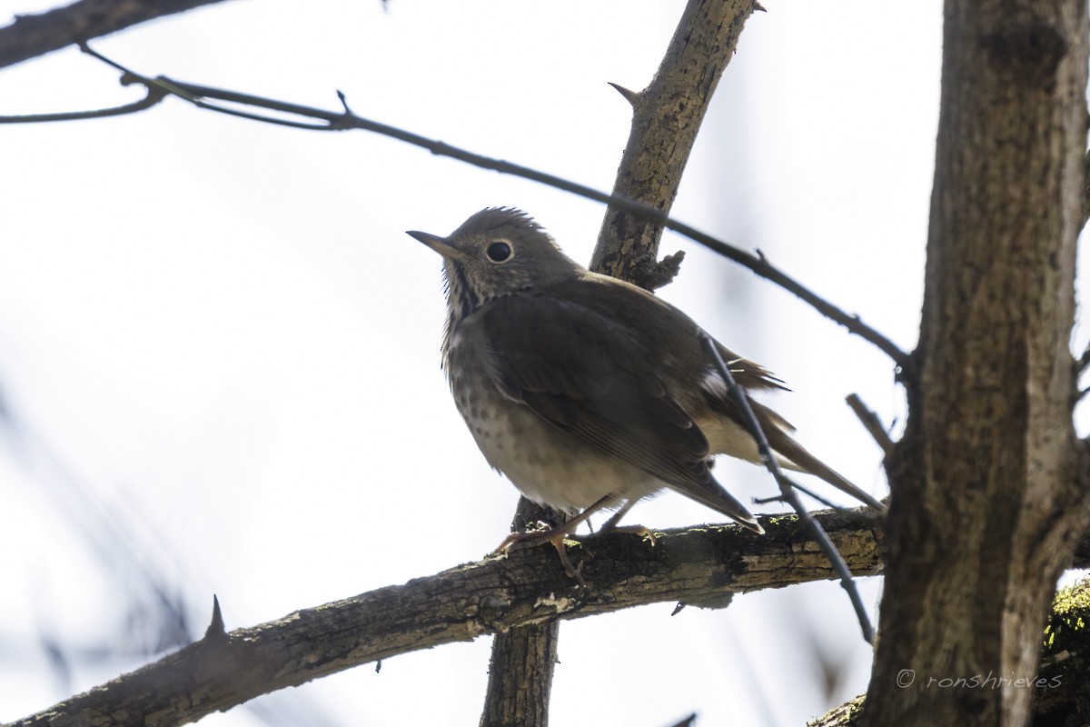 drozd rezavoocasý (ssp. faxoni/crymophilus) - ML627445641