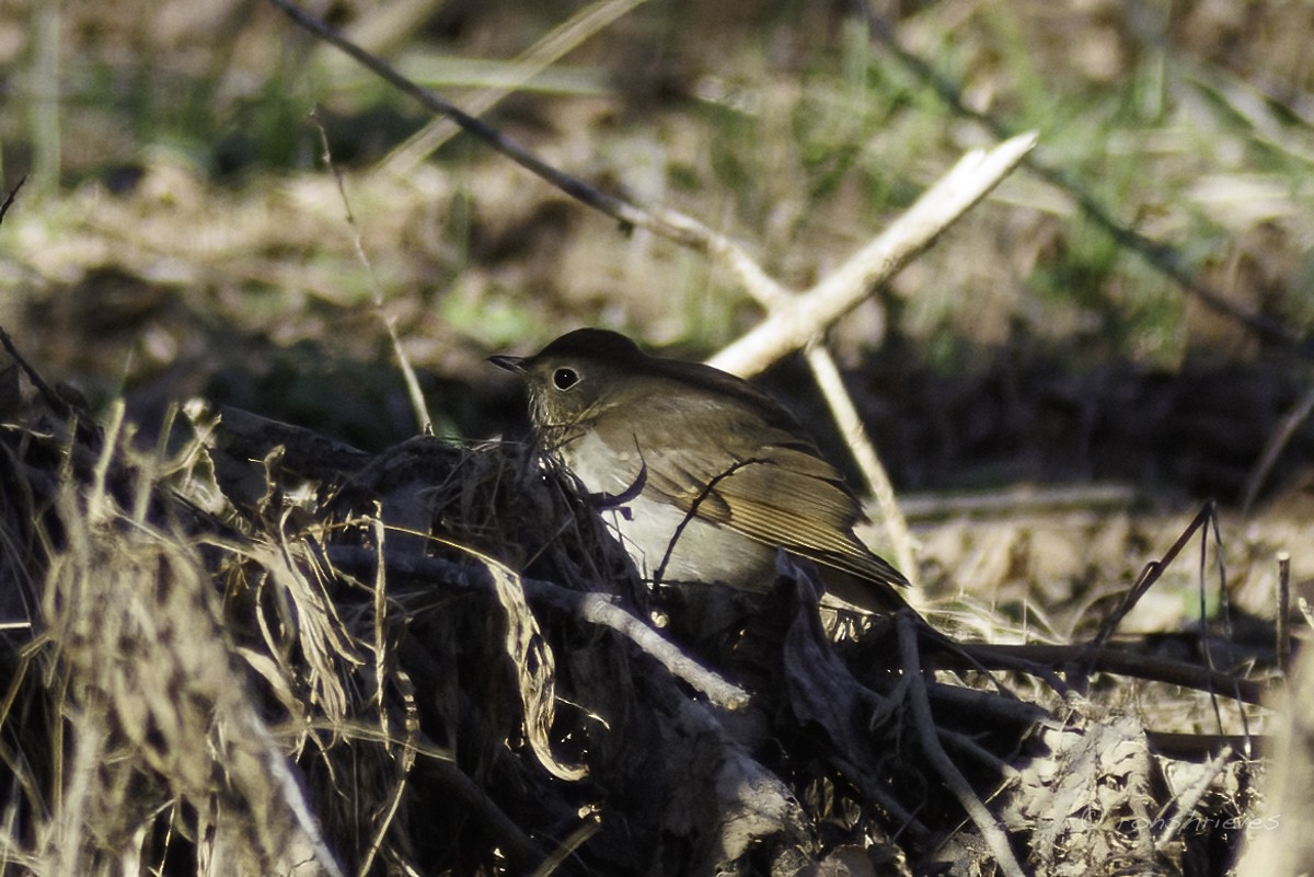 drozd rezavoocasý (ssp. faxoni/crymophilus) - ML627445655