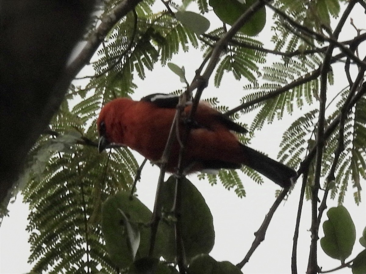 White-winged Tanager - ML627445749