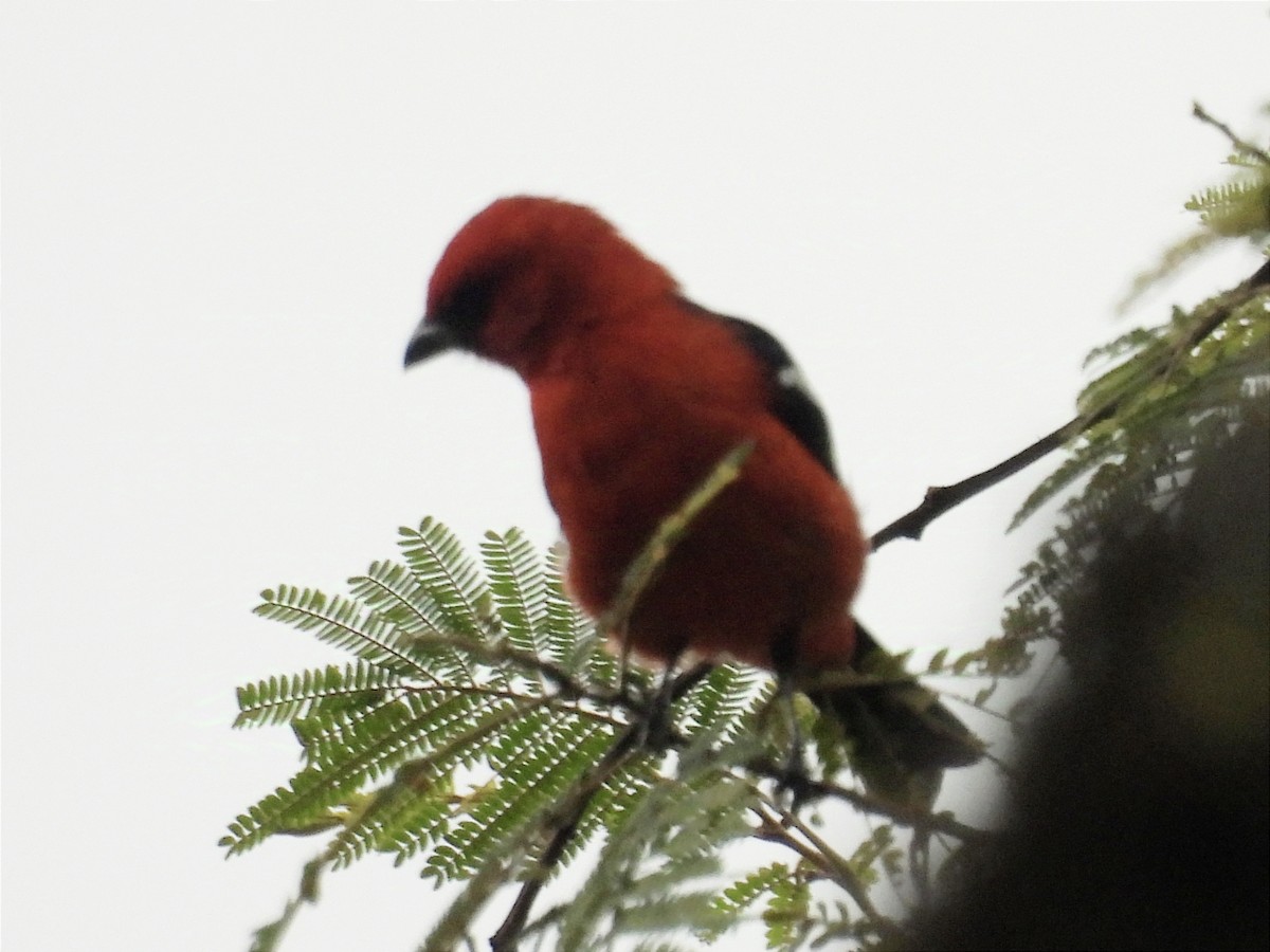 White-winged Tanager - ML627445750