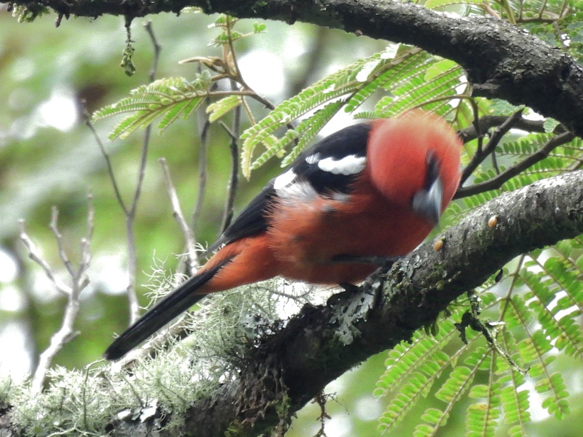 White-winged Tanager - ML627445751