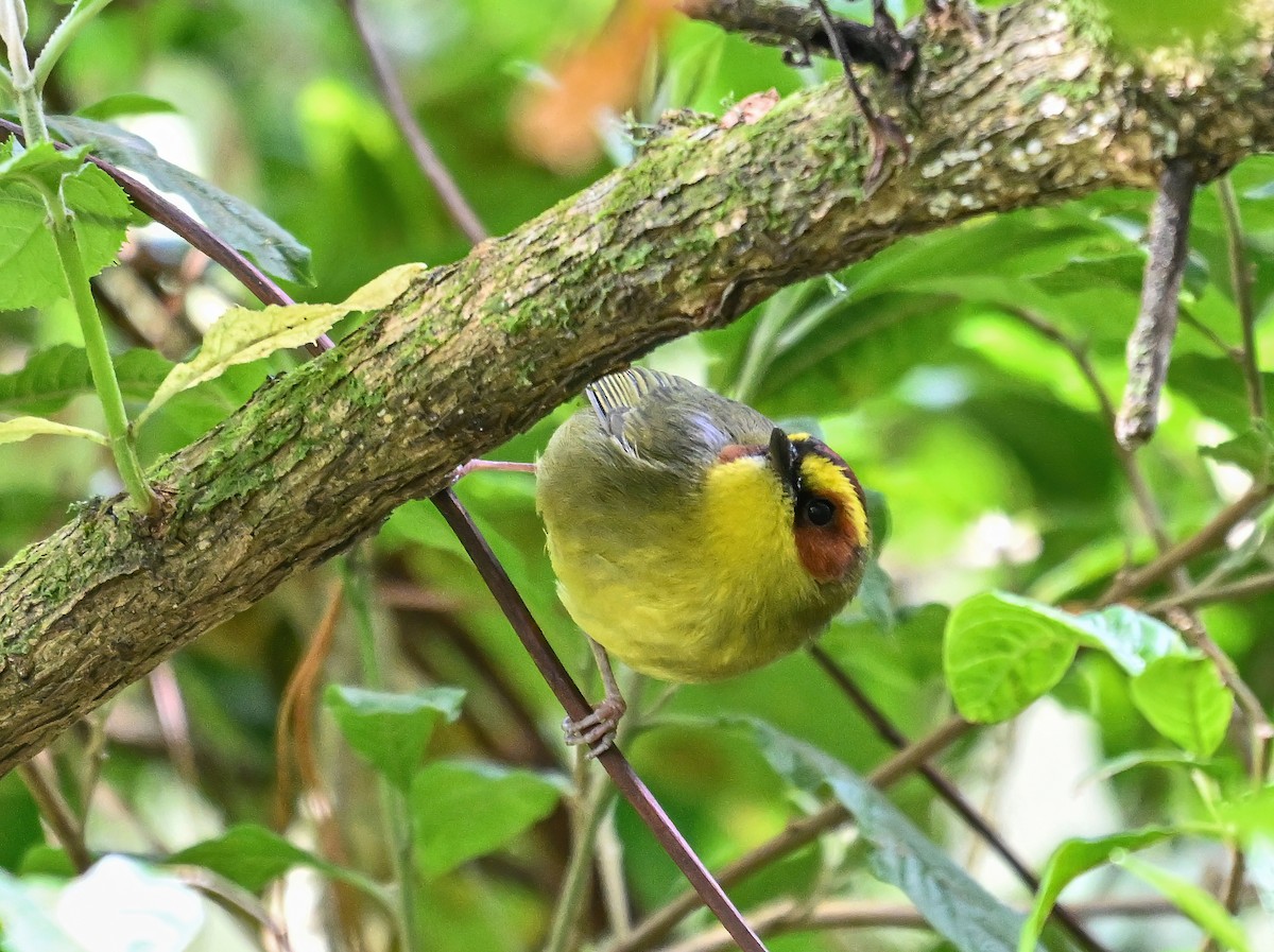 Golden-browed Warbler - ML627445848