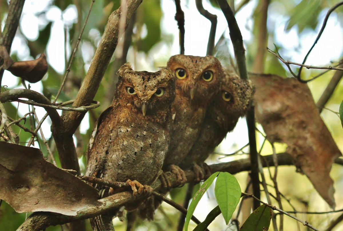 Sokoke Scops-Owl - ML627445918