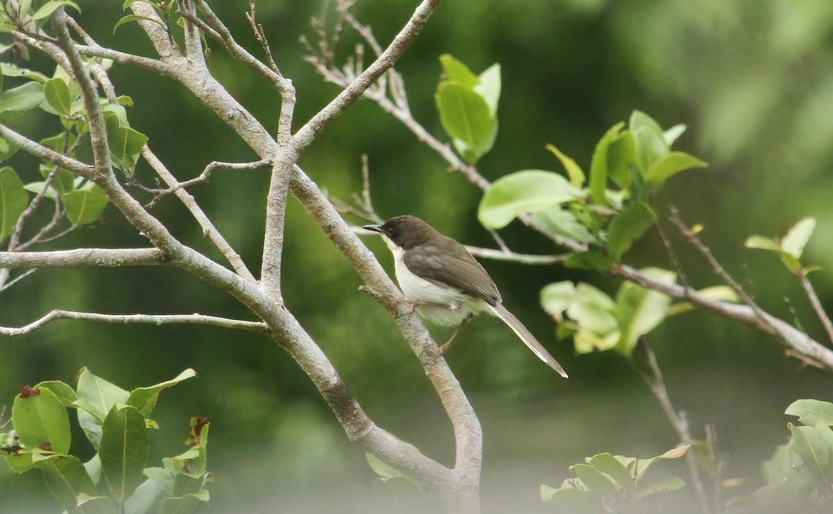 Black-headed Apalis - ML627445973