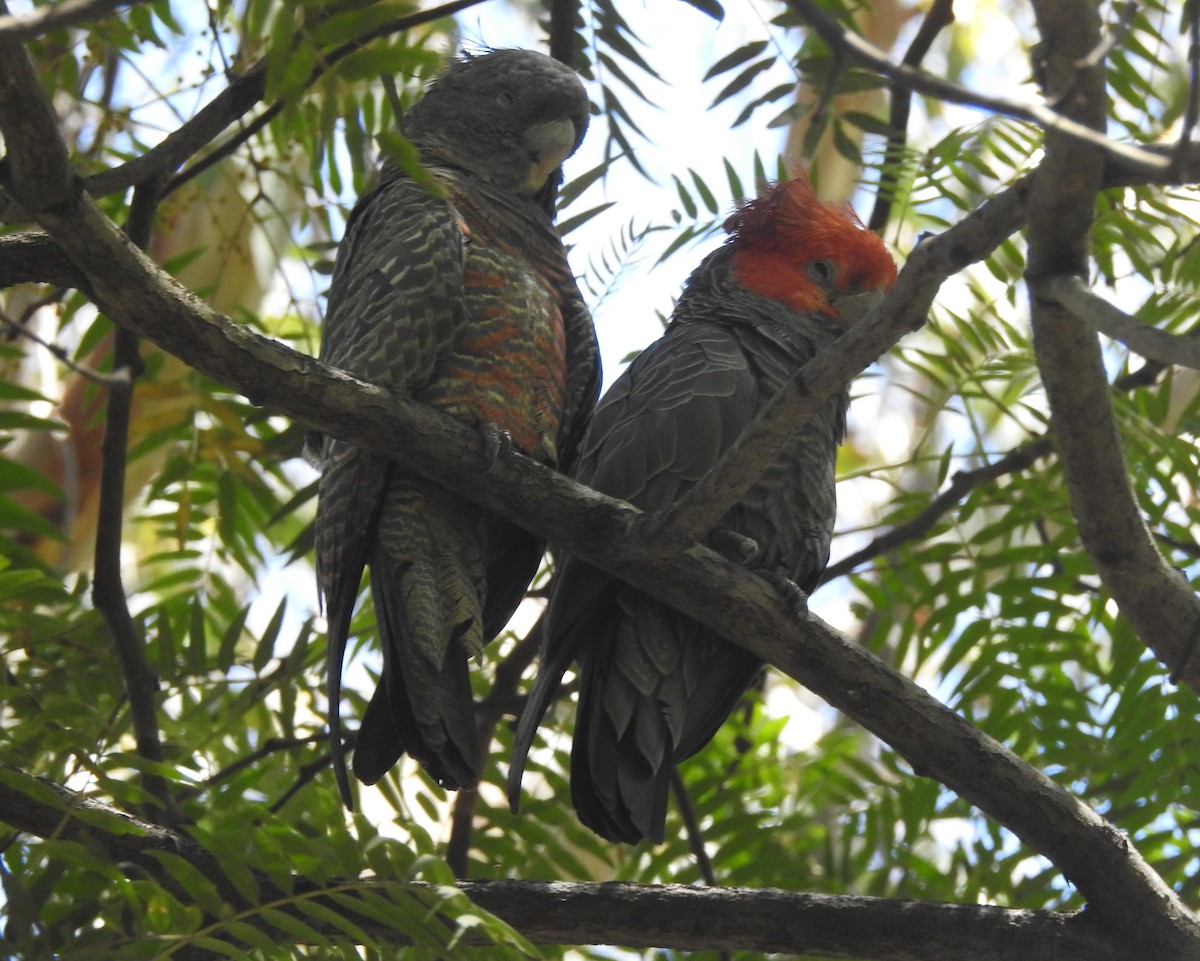 Gang-gang Cockatoo - ML627446069