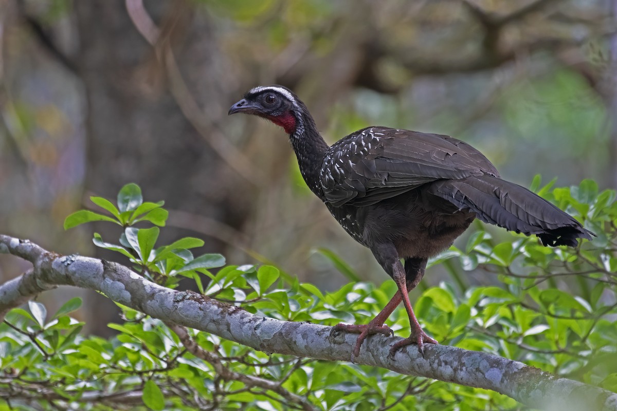 White-browed Guan - ML627446136