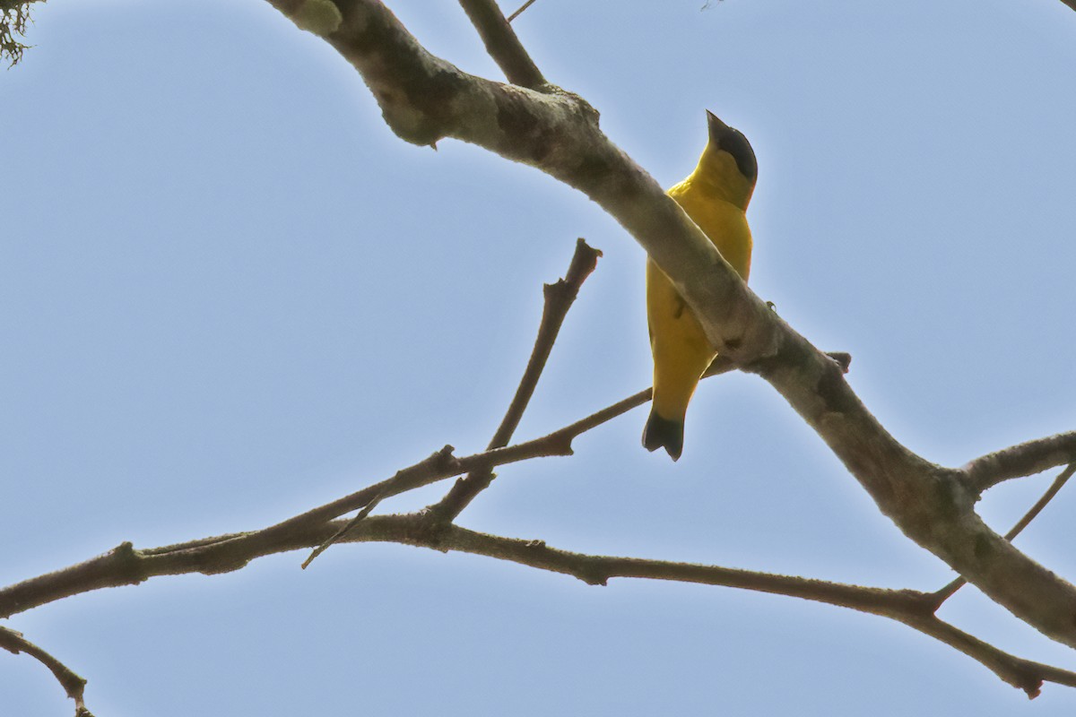 Yellow-faced Siskin - ML627446196