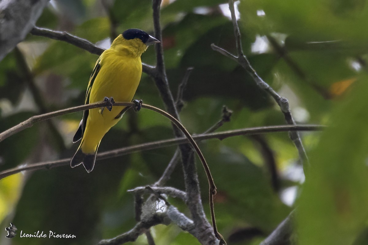 Yellow-faced Siskin - ML627446197