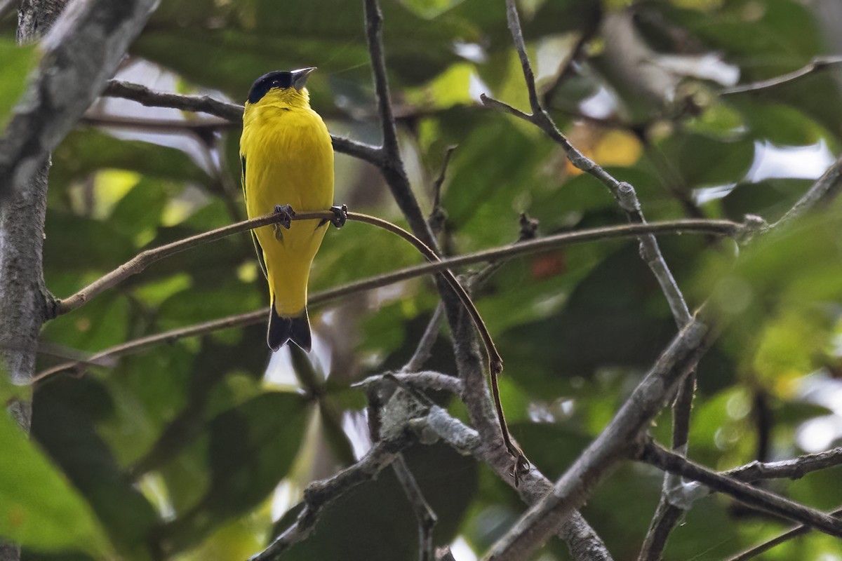 Yellow-faced Siskin - ML627446199