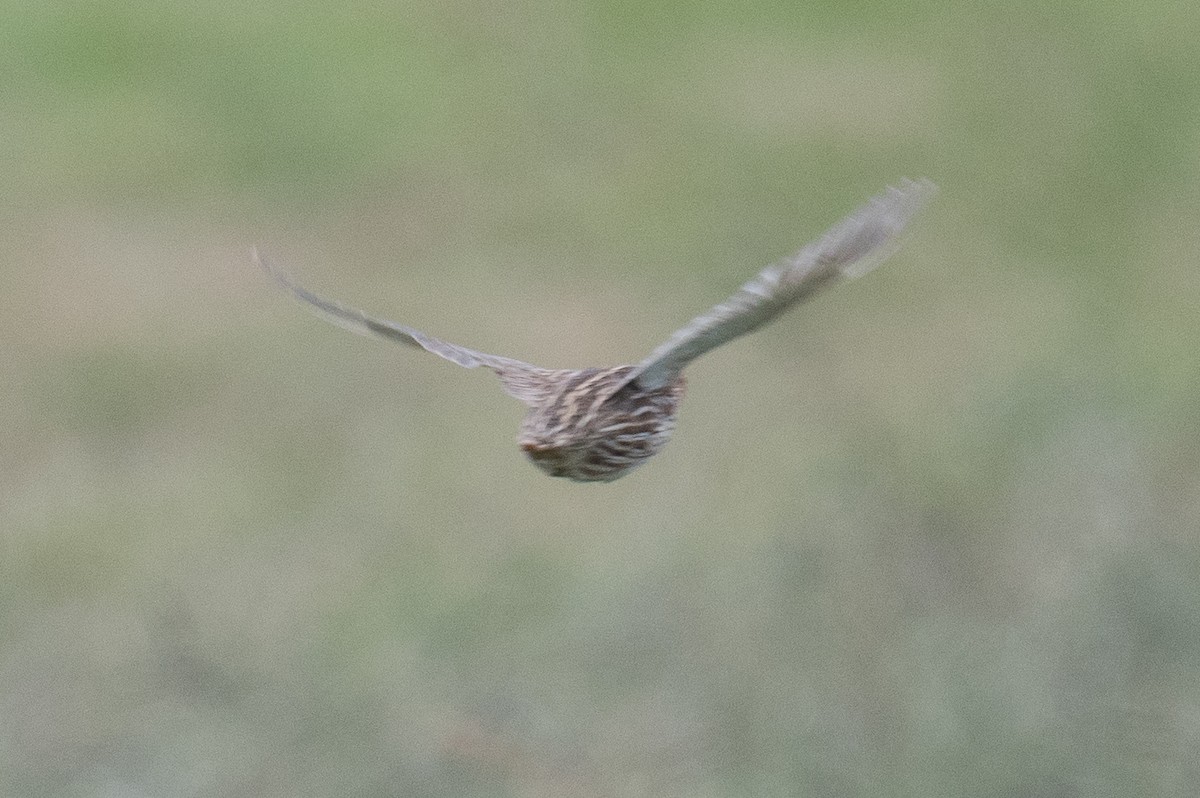 Stubble Quail - ML627446238