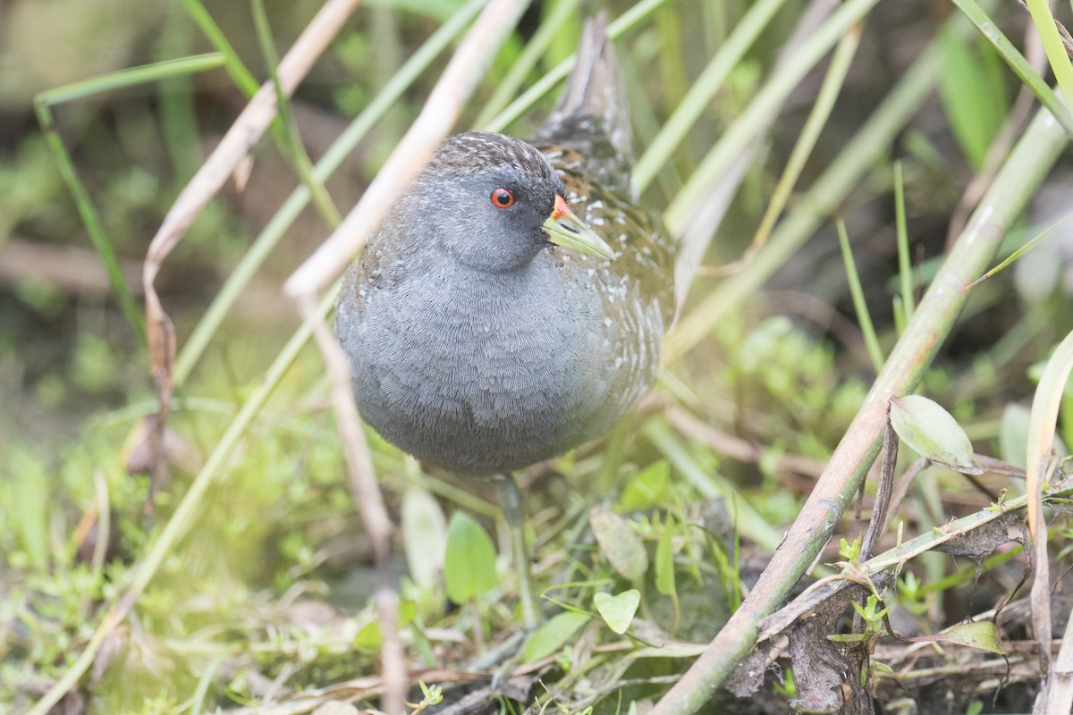 Australian Crake - ML627446252