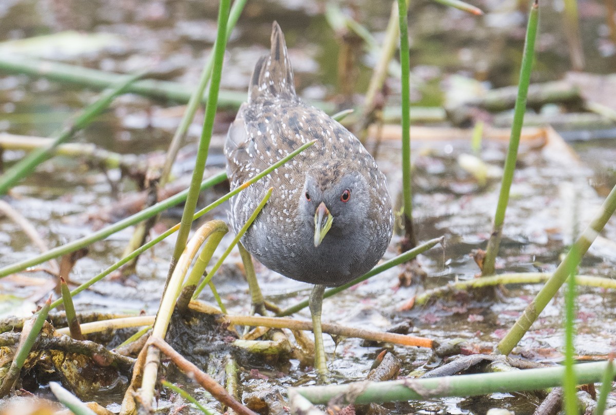 Australian Crake - ML627446258