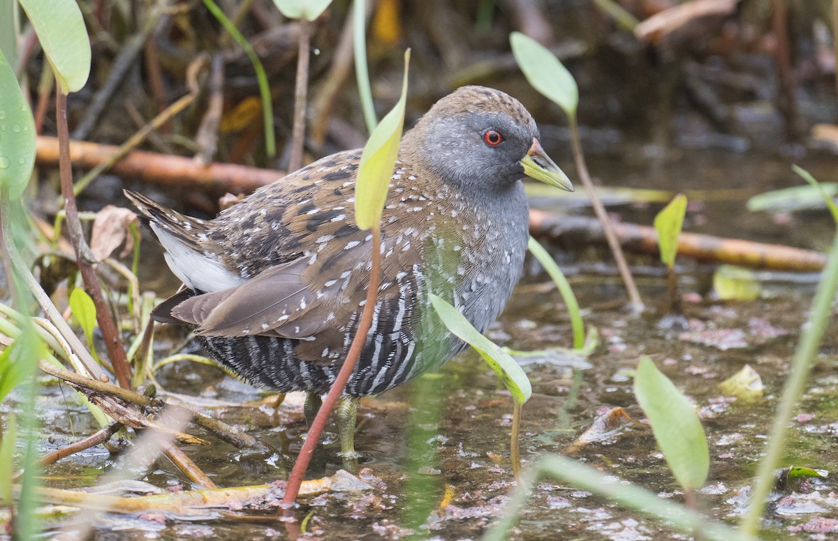 Australian Crake - ML627446260