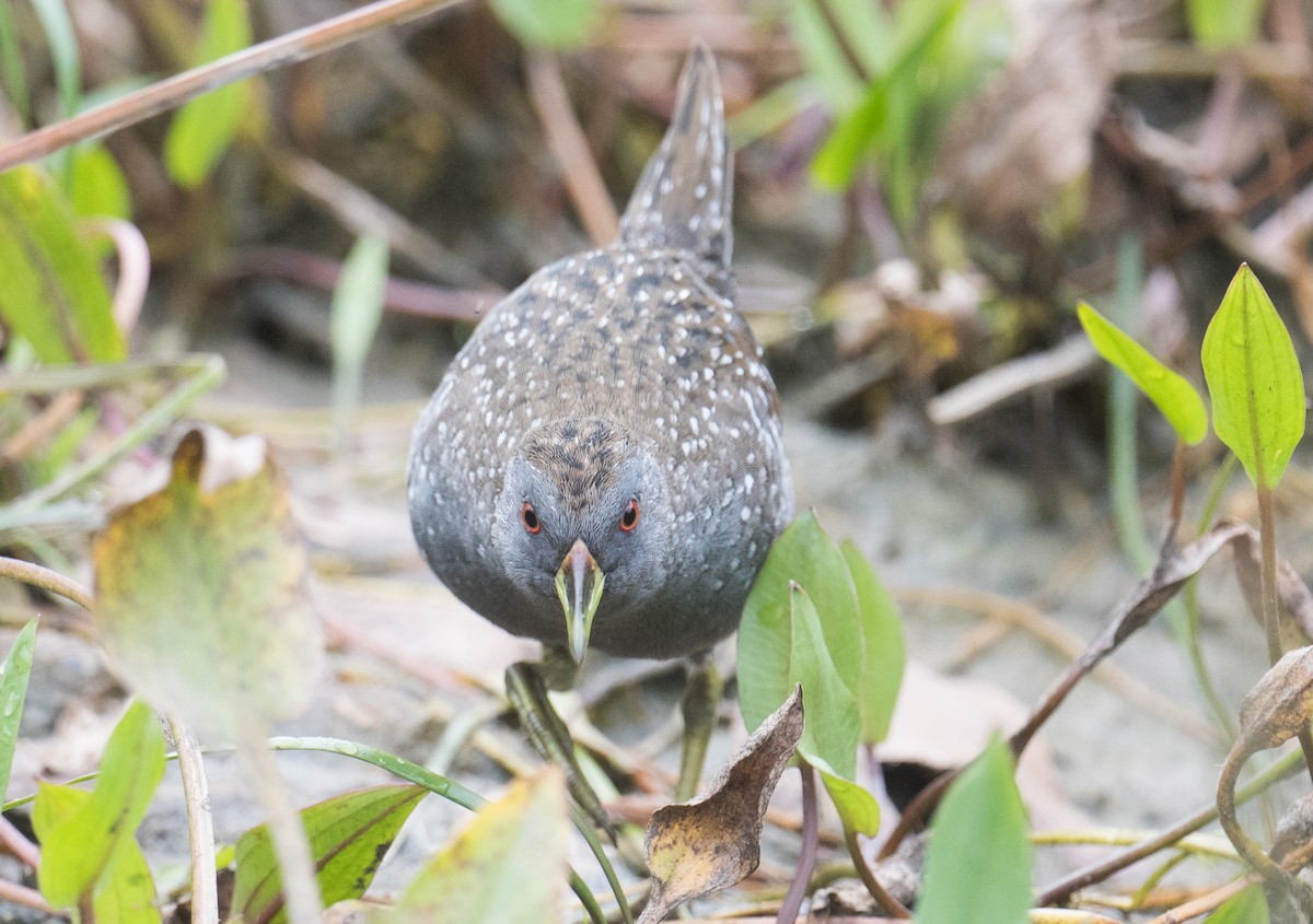 Australian Crake - ML627446265